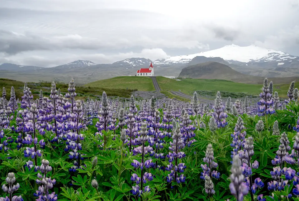 Lupinfält framför kyrkan i Hellnar och Snæfellsjökull