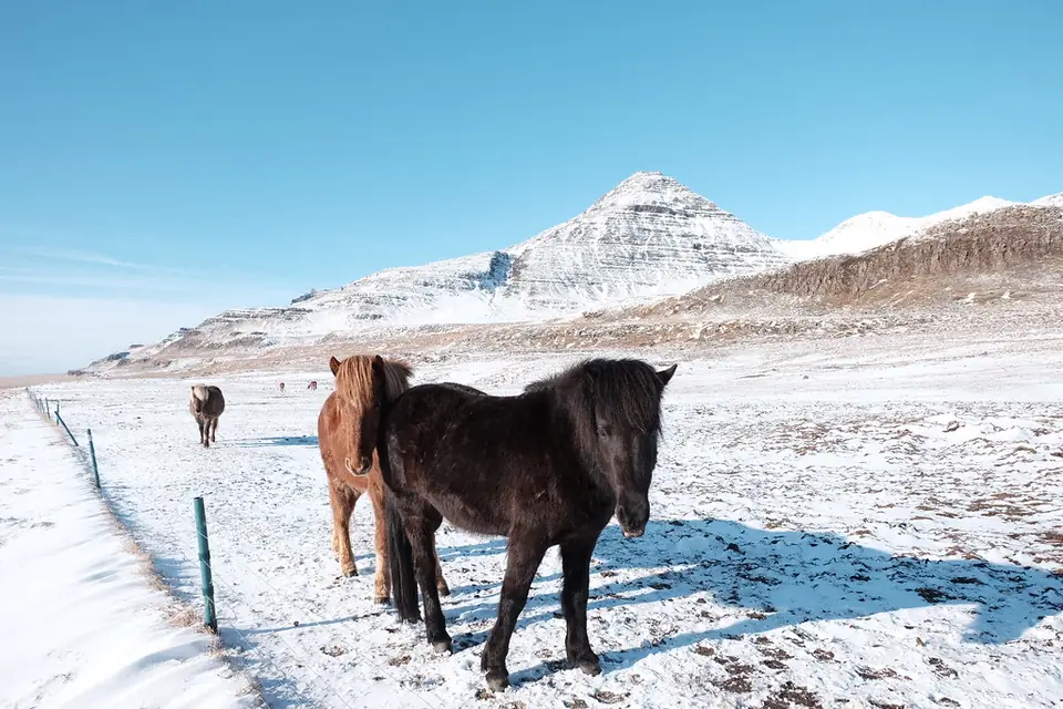 Islandpferde im Schnee auf Snæfellsnes vor einem Berg