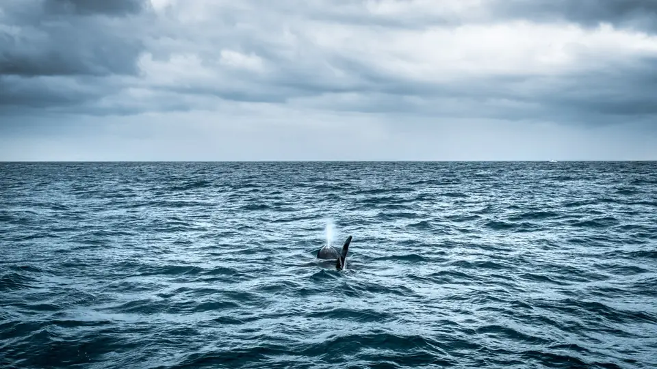 Rückenflosse eines Orcas in grauer See unter Wolken