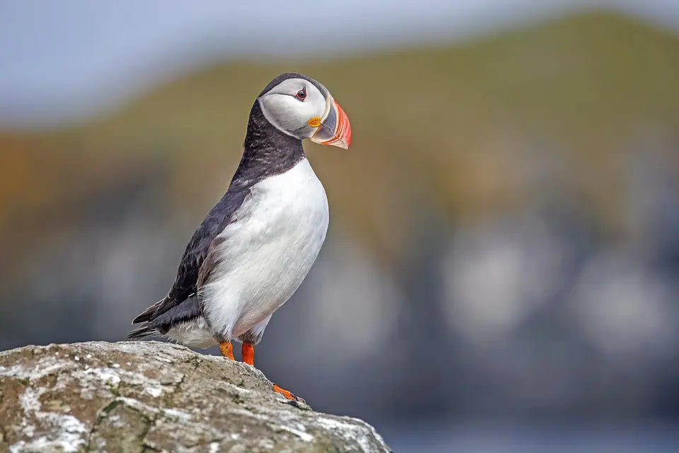 Papageitaucher auf einem Felsen auf der Insel Flatey