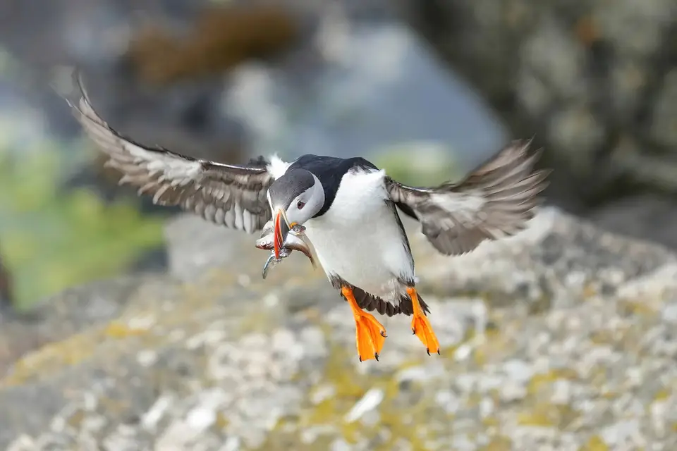 Papageitaucher im Flug mit Fischen im Schnabel über Flatey