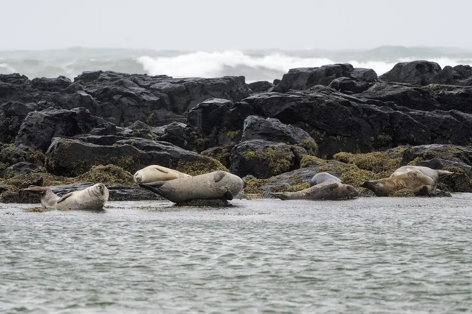 Mehrere Seehunde auf Felsen am Wasser bei Ytri Tunga